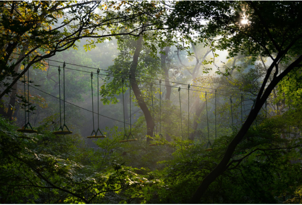 Living with Nature: Practical ways to watch, record, and celebrate the outdoors